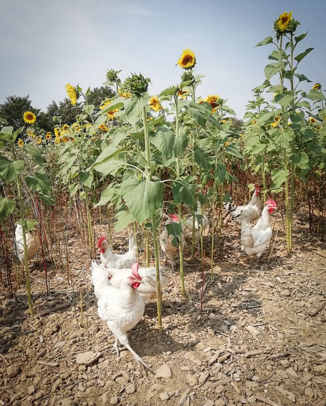 Bio Hühner mit Sonnenblumen