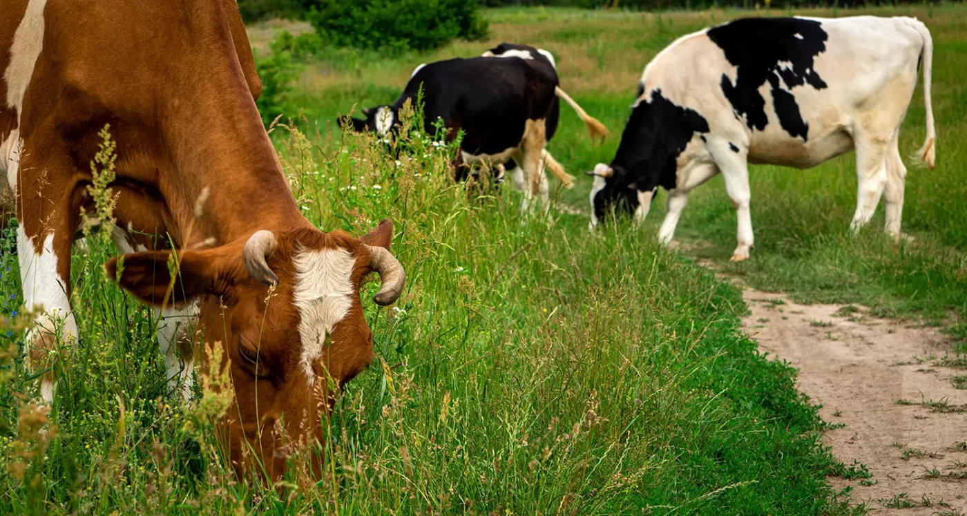 Rinder auf der Weide
