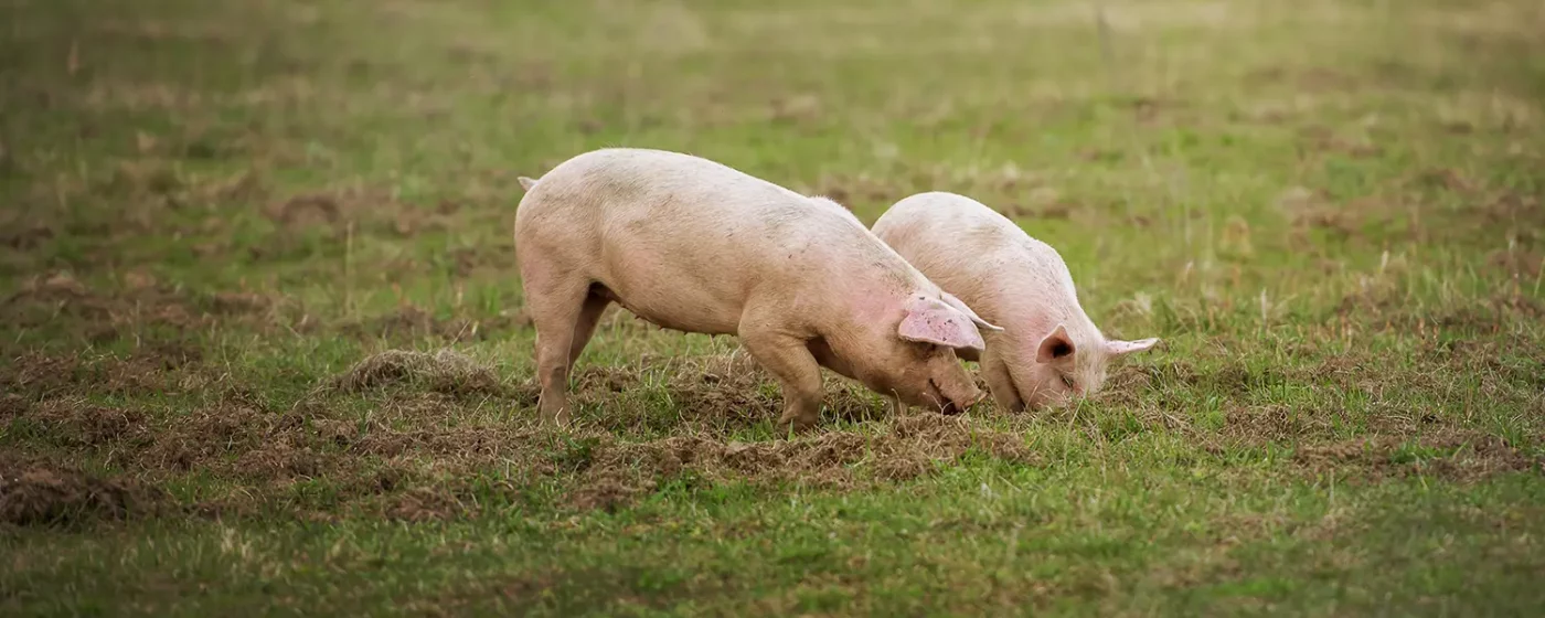 Zwei Schweine wühlen auf einer Wiese im Freiland