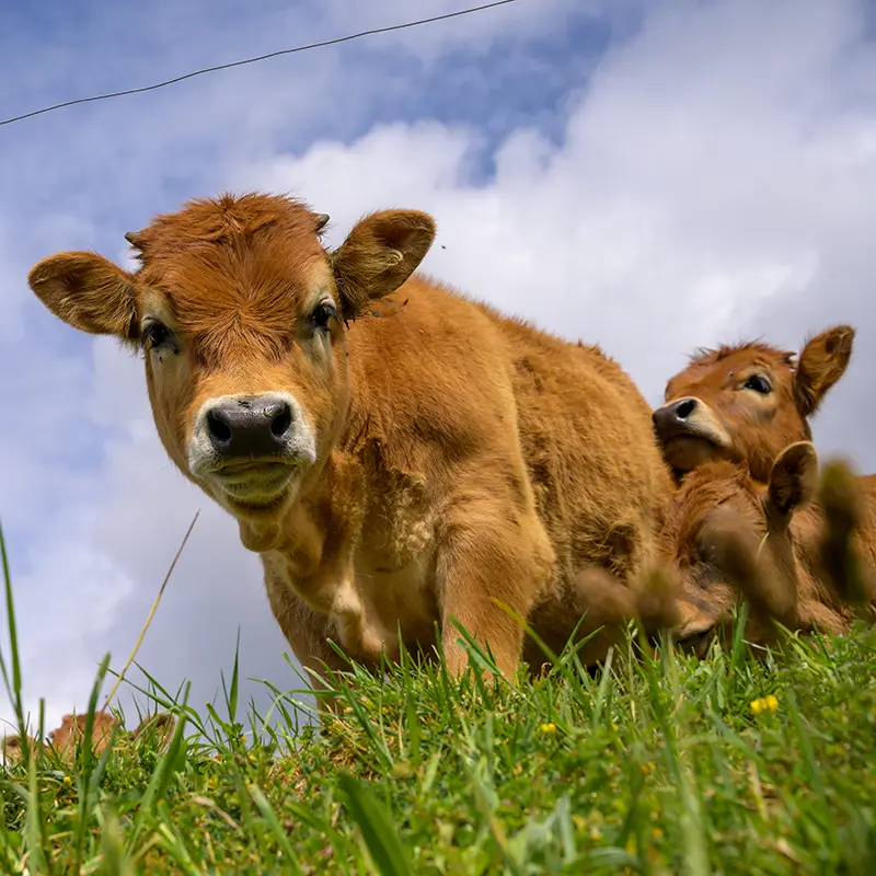 Bio-Kälber auf der Weide im Gras vor blauem Himmel