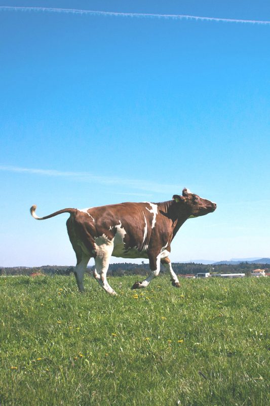 Kuh galoppiert über die Weide