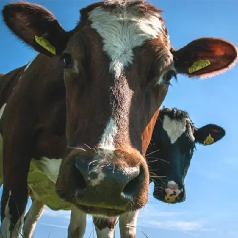 Rind schaut in Kamera